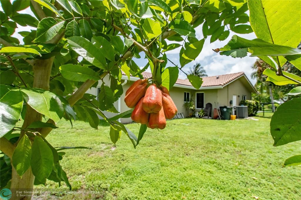 Ackee fruit tree